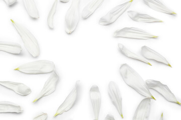 Naklejka premium Frame made of chrysanthemum flower petals on white background