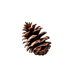 pine cones