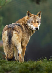 Grey wolf in autumn nature