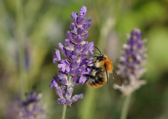 A common carder bee, bombus pascuorum, on lavender in a garden. 