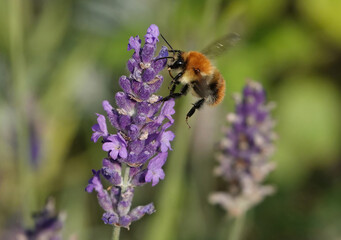 A common carder bee, bombus pascuorum, landing on lavender in a garden. 