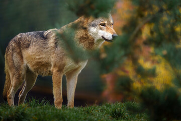 Grey wolf in autumn nature