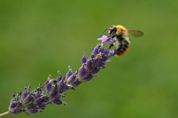 A common carder bee feeding on lavender in the garden against a green background. 
