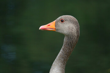 A closeup head and neck shot of a greylag goose, anser anser, in profile against a dark green background. 