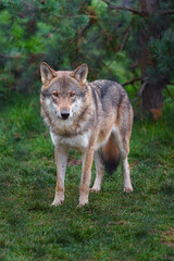 Fototapeta premium Grey wolf in autumn nature
