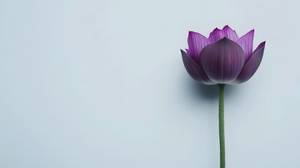 Purple Lotus Flower on Light Blue Background
