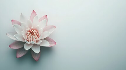 A Single Pink and White Water Lily Blossom