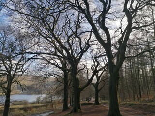 trees in the morning