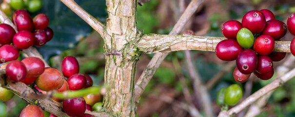 Coffee tree concept. Organic coffee berries beans. Red berry branch. coffee beans on the tree organic farming concept