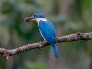 Kingfisher