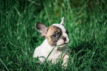 Fototapeta premium A French Bulldog puppy sits in the grass.