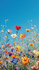 Obraz premium Vibrant and colorful wildflowers in full bloom creating a beautiful and serene meadow landscape against a clear bright blue sky