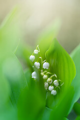 Konwalia majowa, białe kwiaty wiosenne na rozmytym tle, tapeta kwiatowa © anettastar