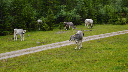 Fototapeta premium Karwendel
