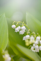 Konwalia majowa, białe kwiaty wiosenne na rozmytym tle, tapeta kwiatowa © anettastar