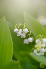 Konwalia majowa, białe kwiaty wiosenne na rozmytym tle, tapeta kwiatowa © anettastar