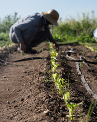 furrow of various vegetables in an organic garden with farmer out of focus