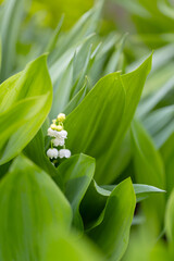 Konwalia majowa, białe kwiaty wiosenne na rozmytym tle, tapeta kwiatowa © anettastar