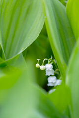 Konwalia majowa, białe kwiaty wiosenne na rozmytym tle, tapeta kwiatowa © anettastar