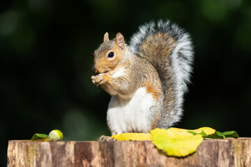 Grey squirrel eating acorn on a tree stump in autumn