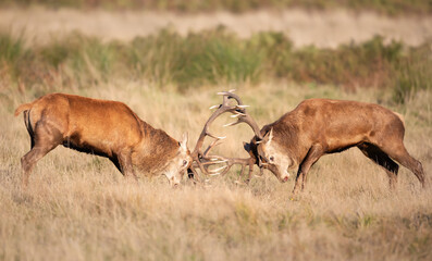 Red deer stags fighting during the rutting season in autumn