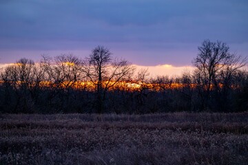 sunset in the forest