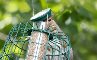 Grey squirrel eating sunflower seeds on a bird feeder