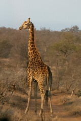 Giraffe in Greater Kruger