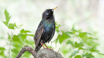 black capped kingfisher