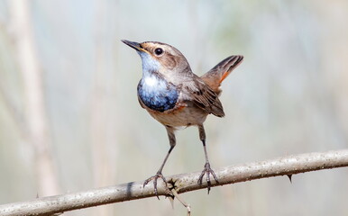 robin on a branch