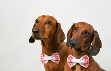 two smart dachshund dogs
