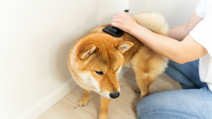 grooming washing and caring for pets