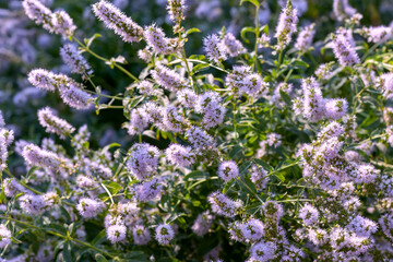 Mint in full bloom. Mint flowers