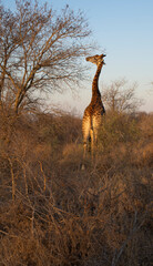 Giraffes in Greater Kruger, South Africa