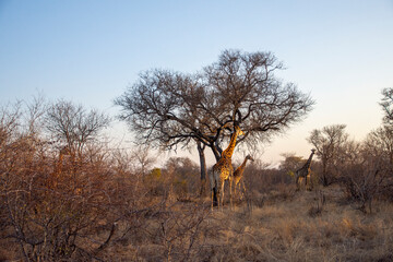 Giraffes in Greater Kruger, South Africa