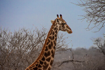 Giraffes in Greater Kruger, South Africa