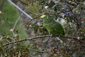 Loro