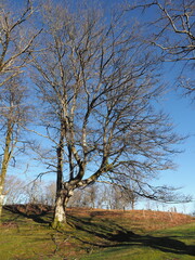 Obraz premium árbol