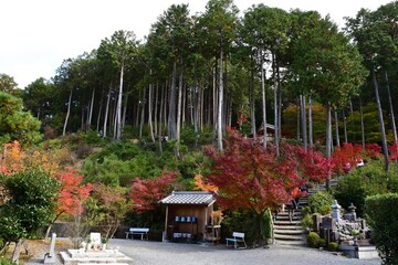 Japan landscape background