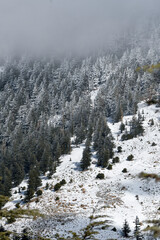 Scenic view of snow covering Blue Atlas Cedar trees in Chelia Mountain in Algeria