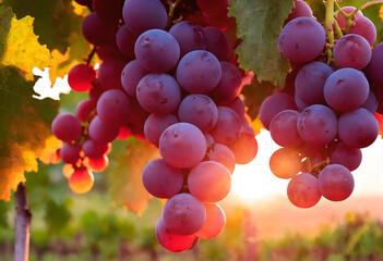 Vine grapes on tree at sunset