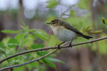 Common Chiffchaff