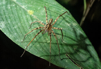 Kiekie Antioquia