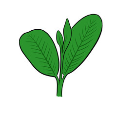 picture of guava leaves