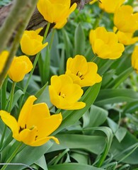 Fototapeta premium yellow tulips