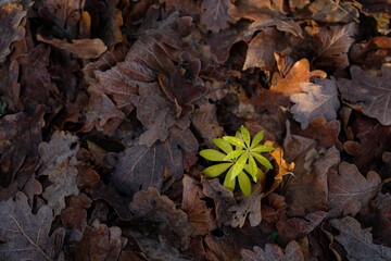 Forest floor ecosystem. Microhabitat for a variety of organisms. Background for posters, flyers, sustainability, forest preservation, botany, and environment. Aesthetic for eco-conscious brands.