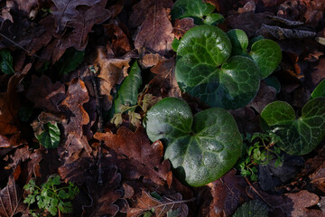 Forest floor ecosystem. Green, heart-shaped leaves. Microhabitat for a variety of organisms. Background for posters, flyers, sustainability, forest preservation, botany, and environmental science. 