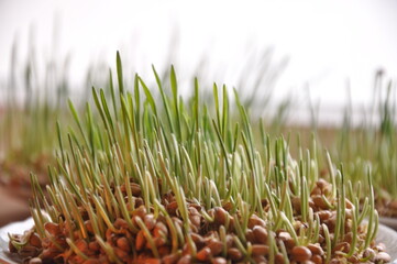 Traditional Christmas wheat. Growing Christmas wheat in a bowl. Selective focus.