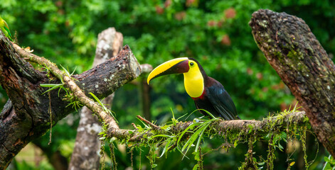 Yellow Throated Toucan Perched on a Tree Vine in Costa Rica