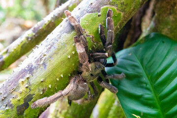 Close Up of Large Tarantula on a Tree in Costa Rica